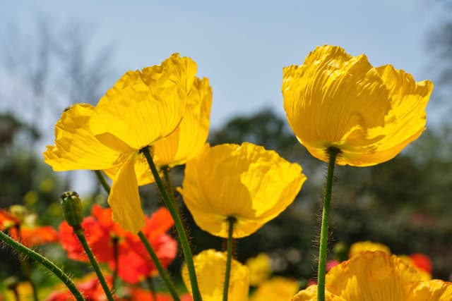 Close-up of vibrant yellow poppies with blurred red flowers and blue sky in background