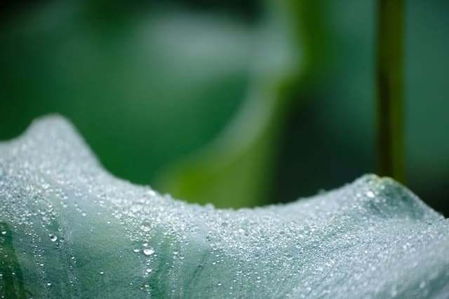 Close-up of a green leaf surface covered in water droplets with a blurred green background