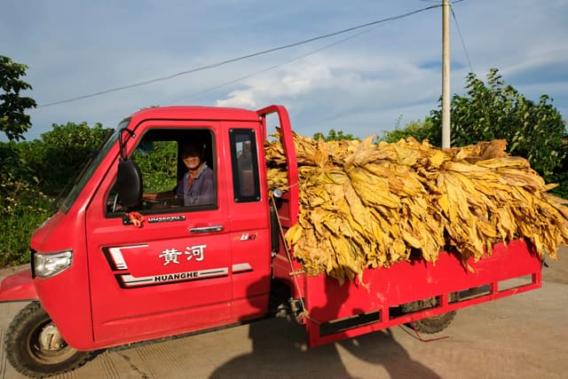 Red three-wheeled truck hauling a large load of yellow tobacco leaves on a road with green trees