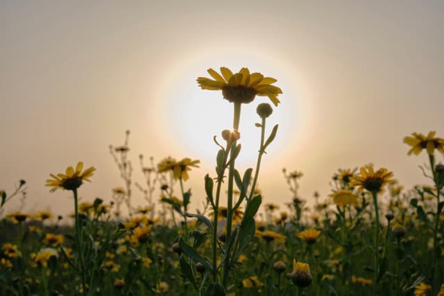 Field of yellow wildflowers under a hazy sun, with one prominent flower centered in the foreground