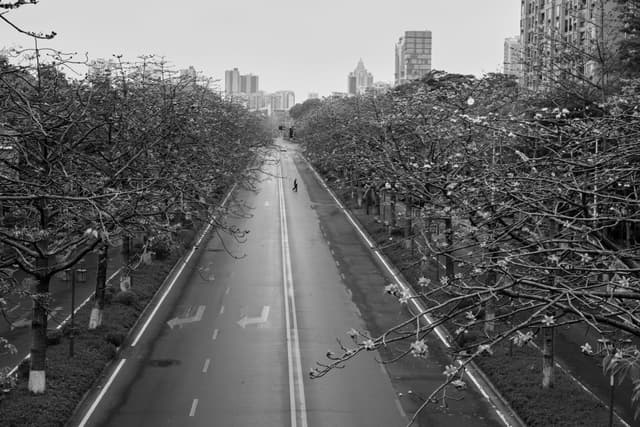Black and white overhead view of a straight, empty urban road lined with dense trees, leading to a city skyline; a lone person walks far in the distance