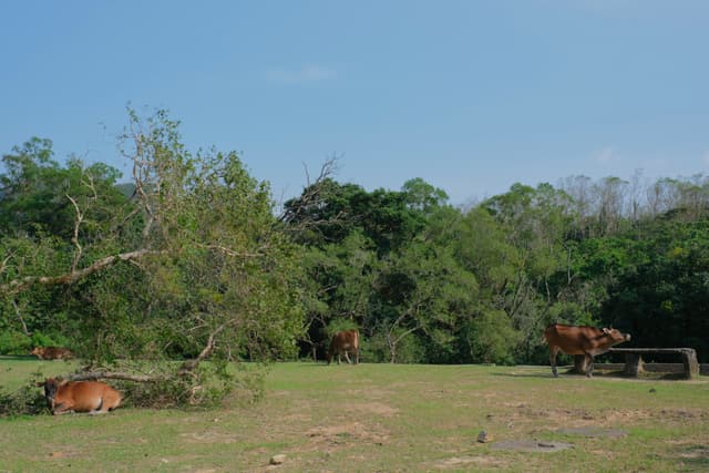 Cows in green pasture, dense trees, blue sky