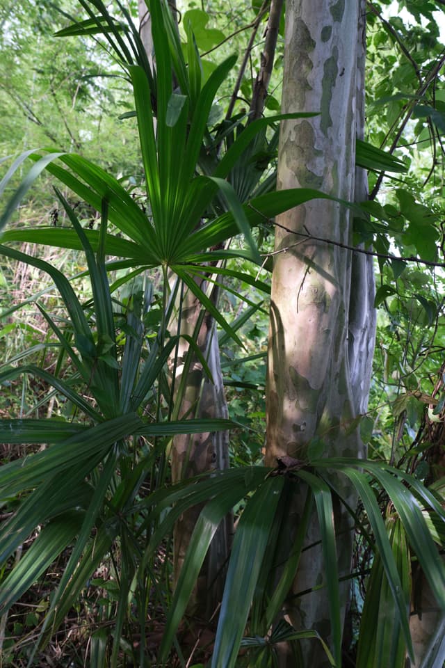 A palm-like plant with large fan leaves and slender leaves growing in front of two smooth, light-barked tree trunks within a forest setting