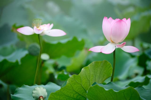 Two pink lotus flowers, one open, one bud, amidst green leaves
