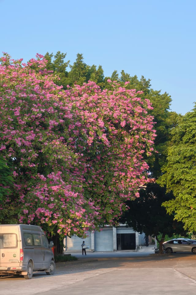 Large pink blossoming tree next to green trees, parked van, paved area, person, blue sky
