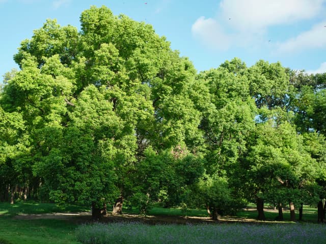 Dense green trees under a clear blue sky