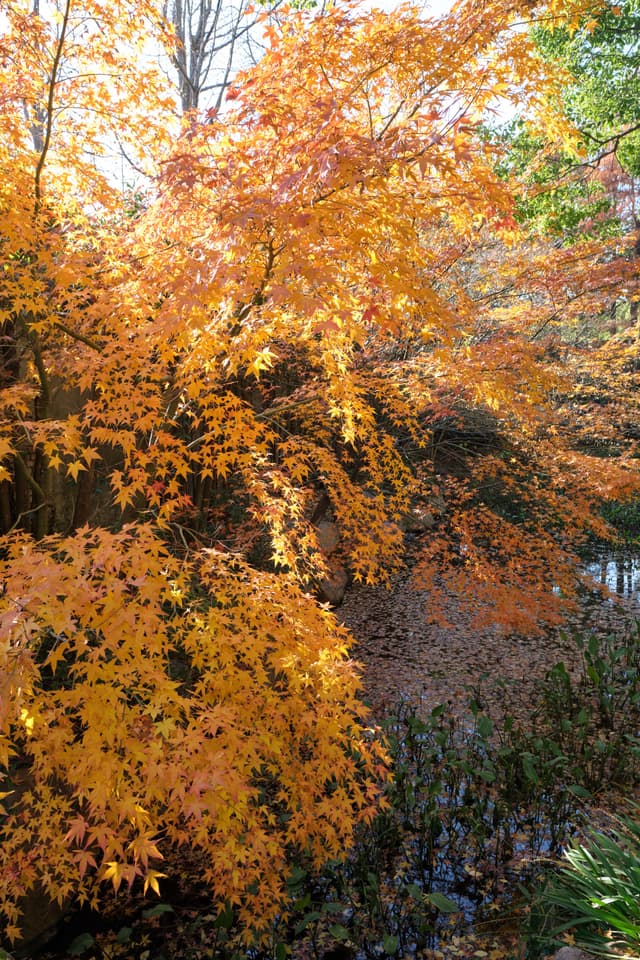 Bright orange, yellow, and red autumn leaves of a Japanese maple tree illuminated by sunlight with darker foliage in the background