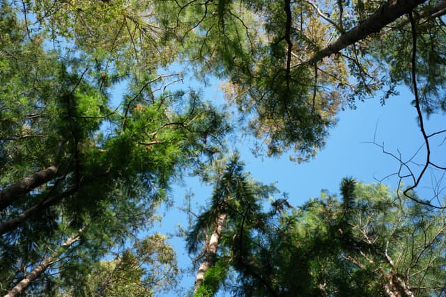 View looking up through green tree canopies against a clear blue sky