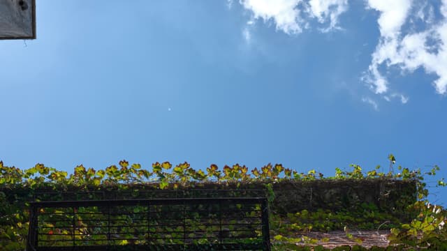 Bright blue sky with white clouds above a wall covered in green vines and a dark metal fence