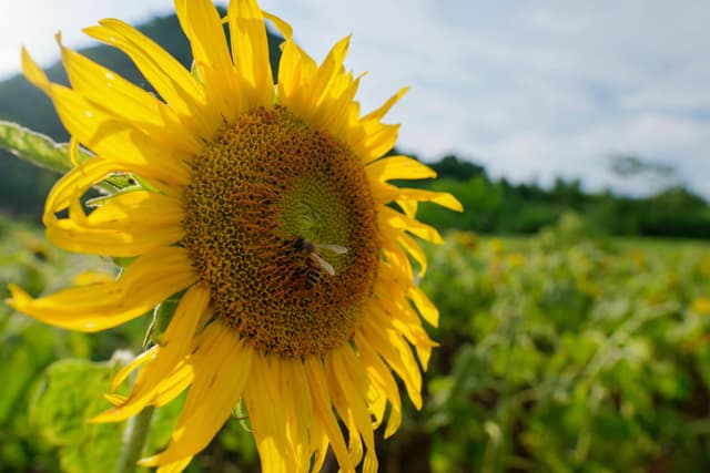 Close-up of a yellow sunflower with a green field and blue sky in the background
