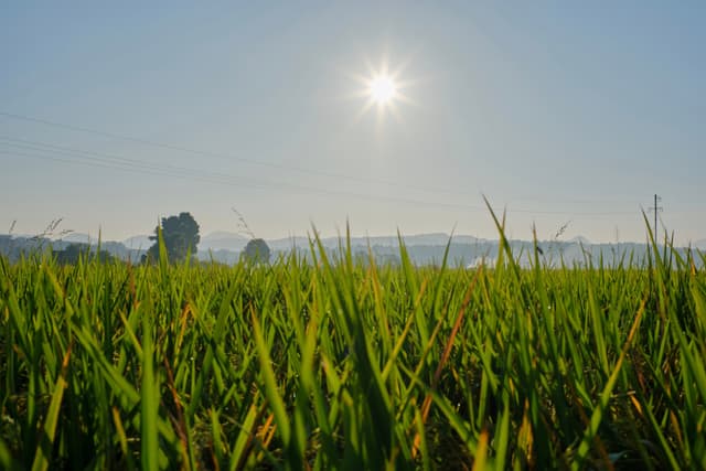 Green grass in foreground, bright sun in clear blue sky, distant trees on horizon
