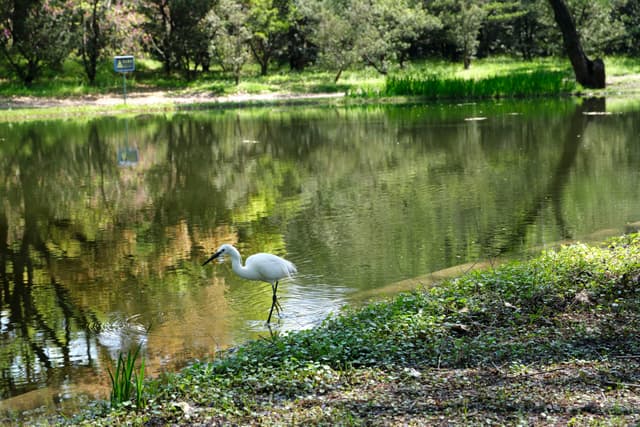 White heron wading in a green pond near a grassy bank with trees in the background