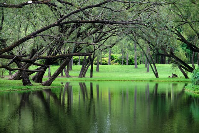 Lush green trees arch over still water reflecting foliage; a green lawn extends in the background
