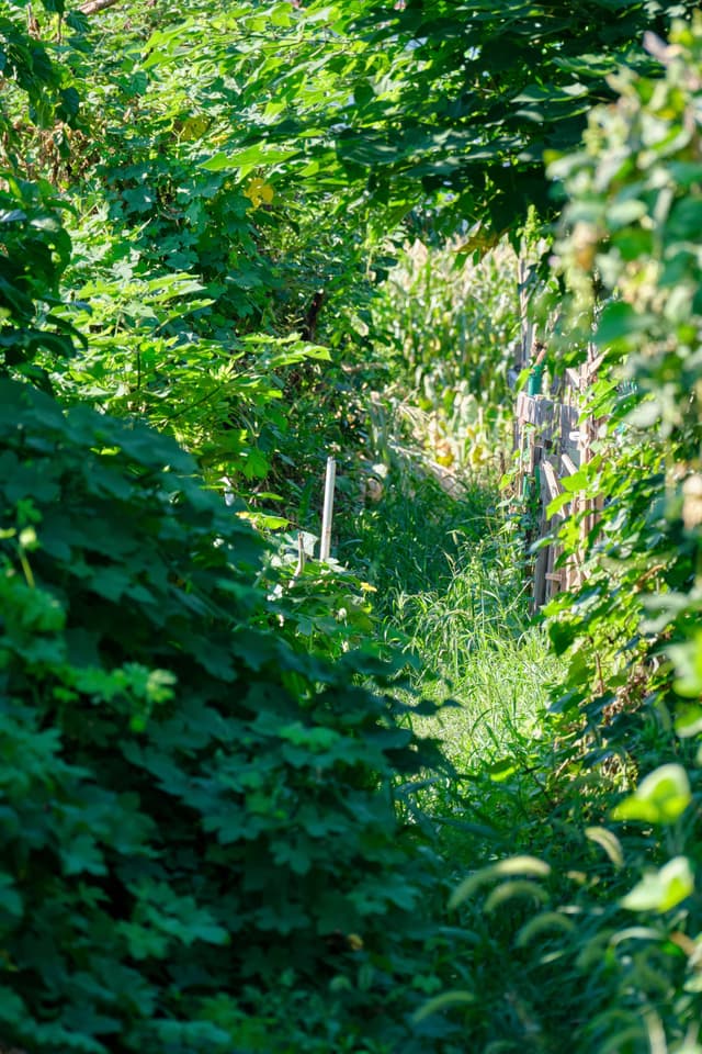 Narrow passage between dense green foliage with dappled sunlight