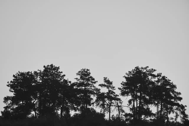Silhouetted tree line against a light sky