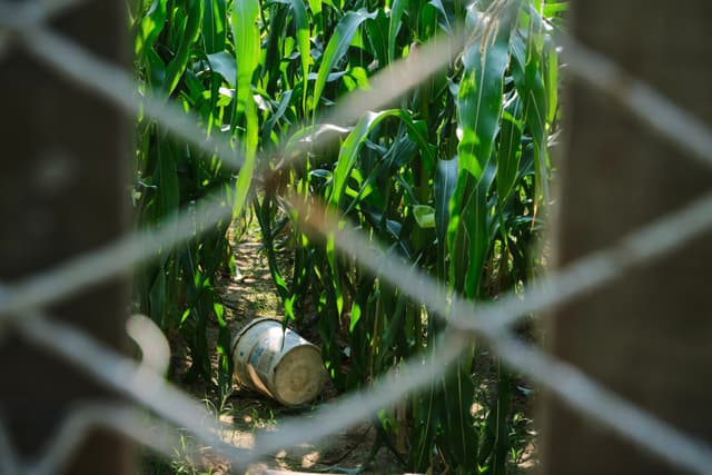 Green corn stalks behind a blurred chain-link fence. A white pipe lies near the base of the plants