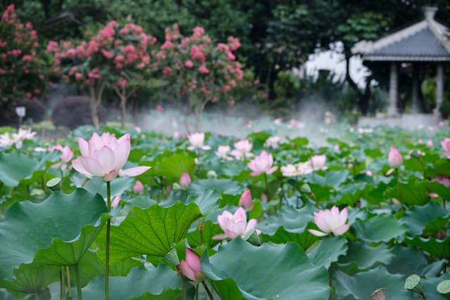Pink lotus flowers and green lily pads in a misty pond with a traditional gazebo and blooming trees