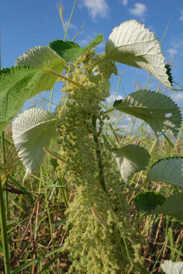 A tall green plant with large ribbed leaves and a central stem dense with small light-colored florets stands amidst dry grasses under a partially cloudy blue sky