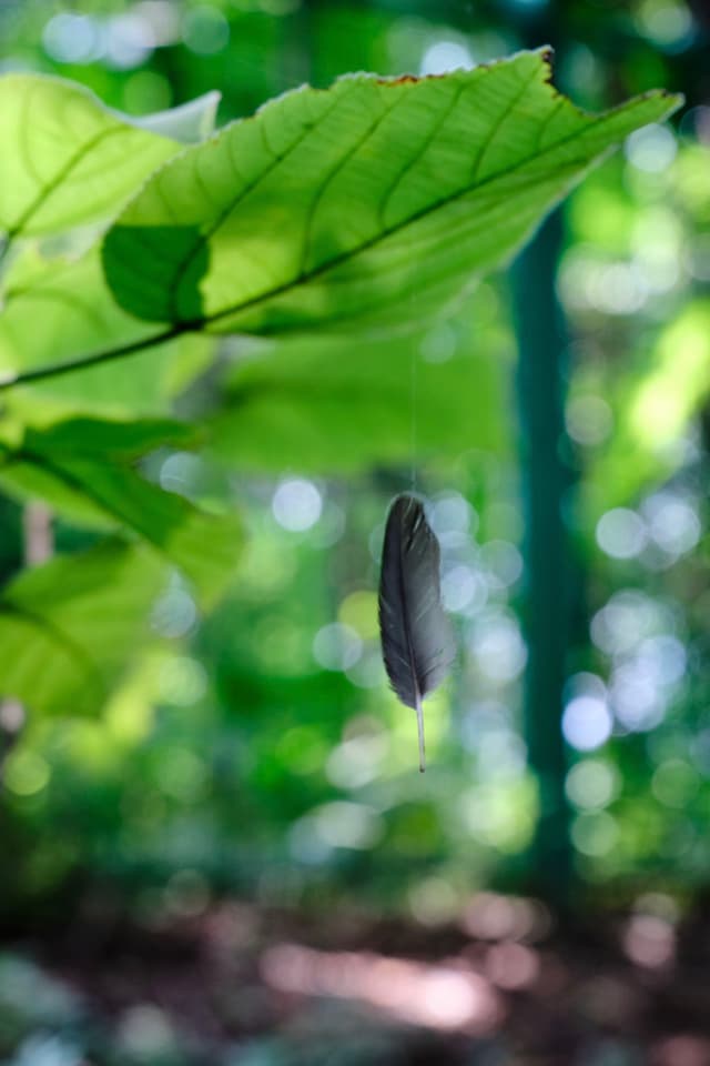 A bird's feather