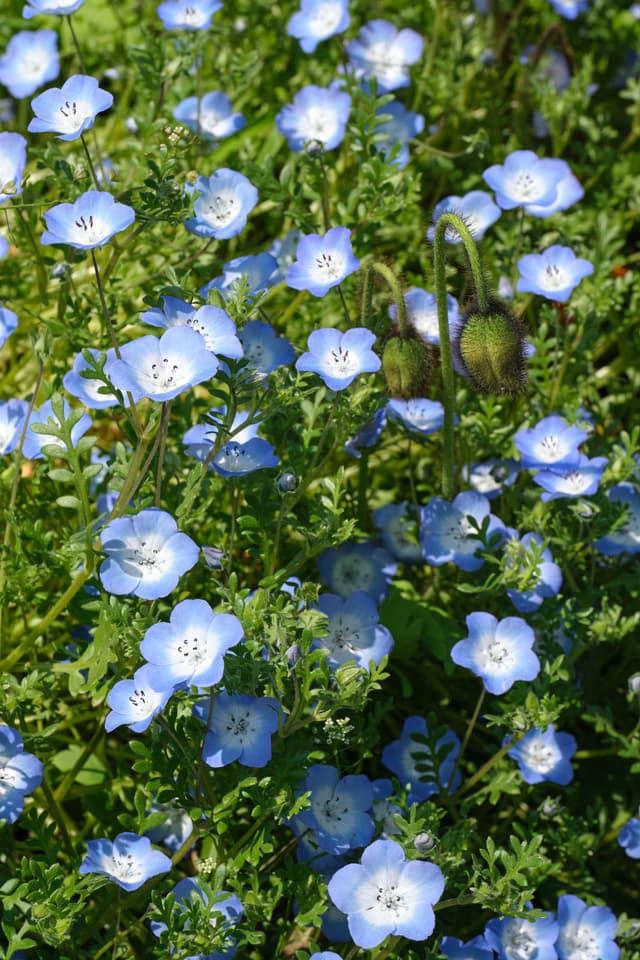 Close-up of numerous small blue nemophila flowers with white centers amidst green foliage