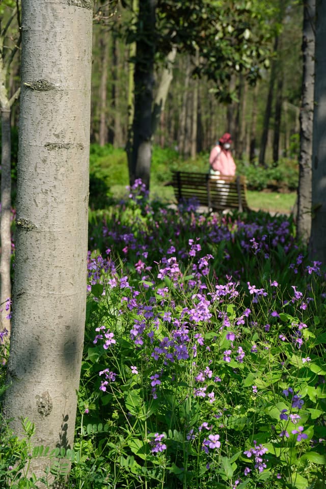 Tree trunk left foreground, purple flowers midground, blurred person on bench surrounded by trees in background