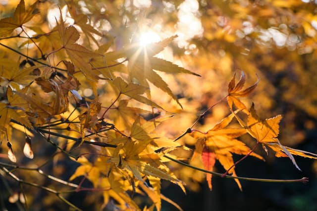 Close-up of golden maple leaves with sun flare