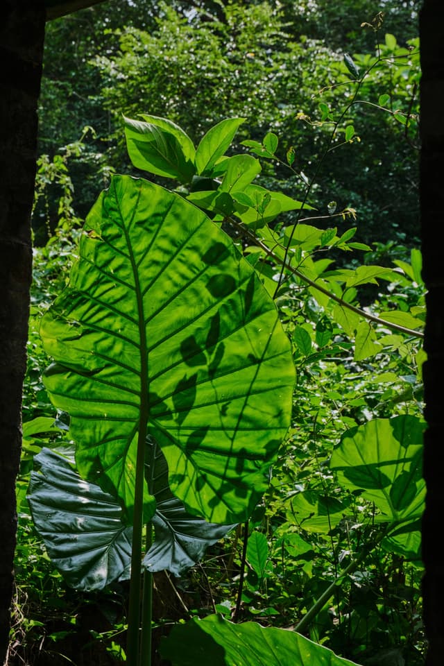 Large green leaf framed by dark edges, dense tropical foliage background