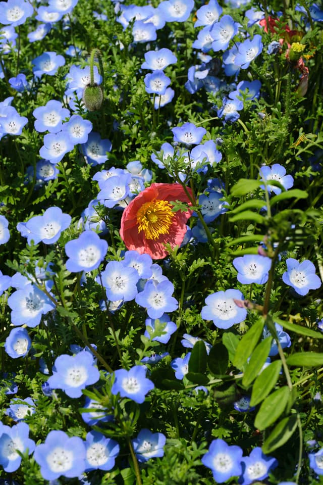 Close-up of a single red and yellow flower centered among numerous small blue flowers and green leaves