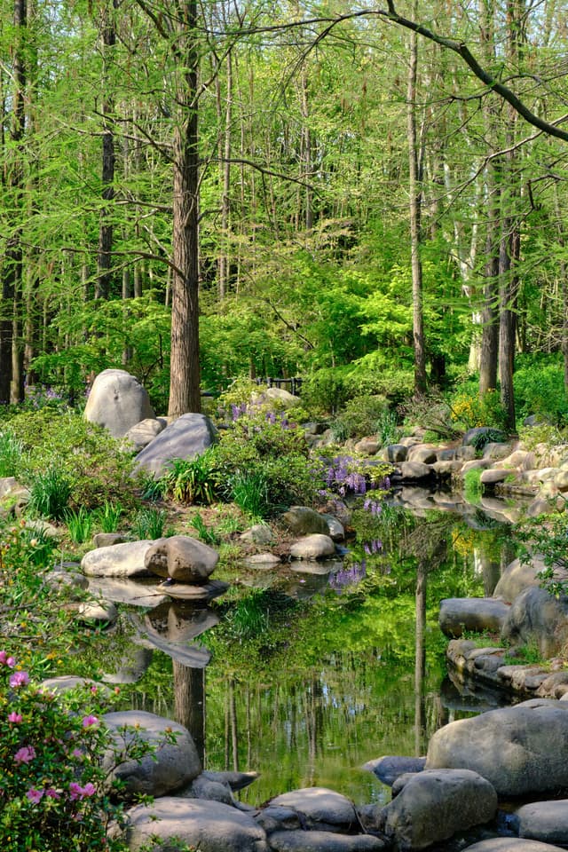 Lush green forest pond with rocks, diverse foliage, and tree reflections