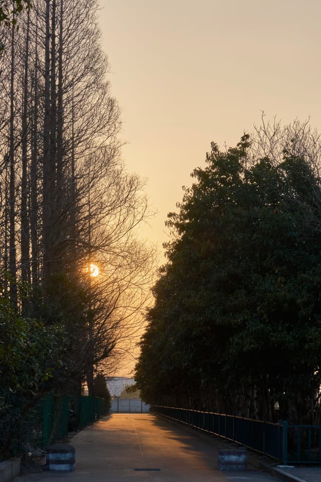 A path extends into the distance, flanked by tall, bare deciduous trees on the left and dense evergreen trees on the right, illuminated by the low golden sun visible through the left trees under a warm sky