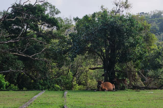 Brown cow rests under large green tree at forest edge, green field foreground