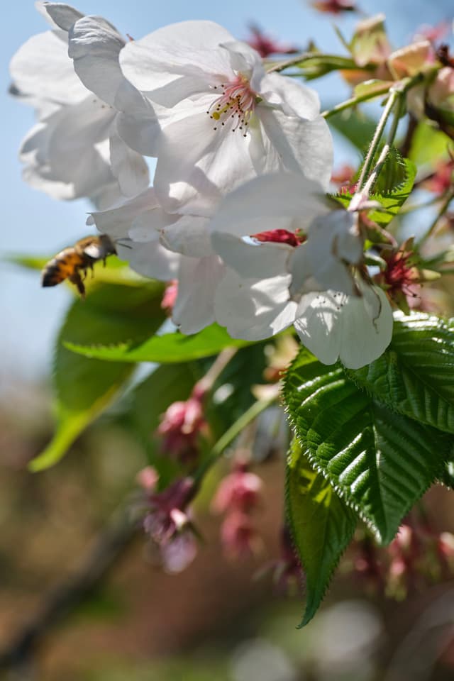 Close-up of white cherry blossoms with green leaves and a bee flying nearby. Blurred blue sky and foliage in the background
