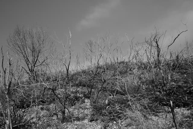 Black and white photograph of a hillside covered in burnt, leafless trees and dry brush under a cloudy sky